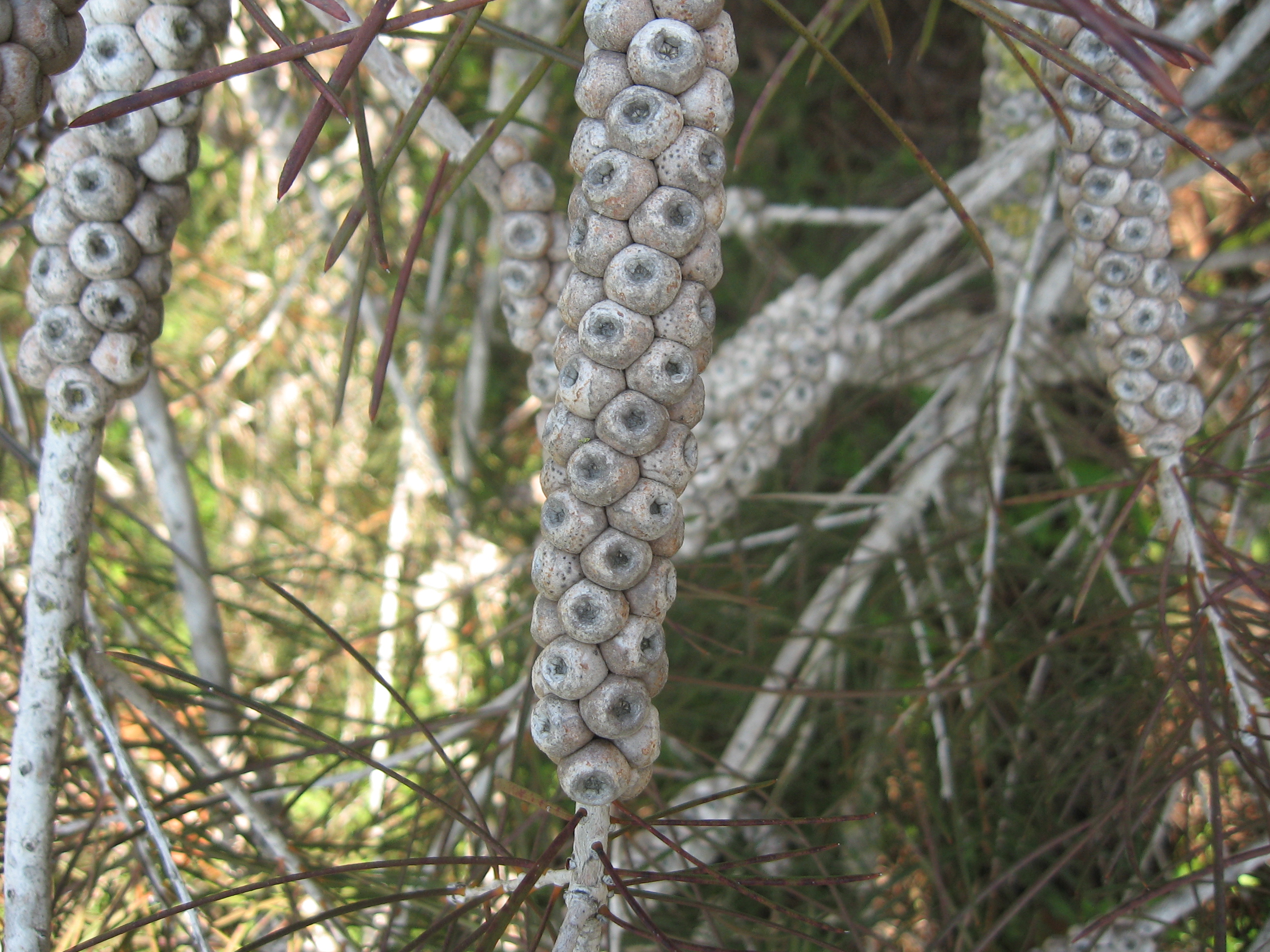 Melaleuca