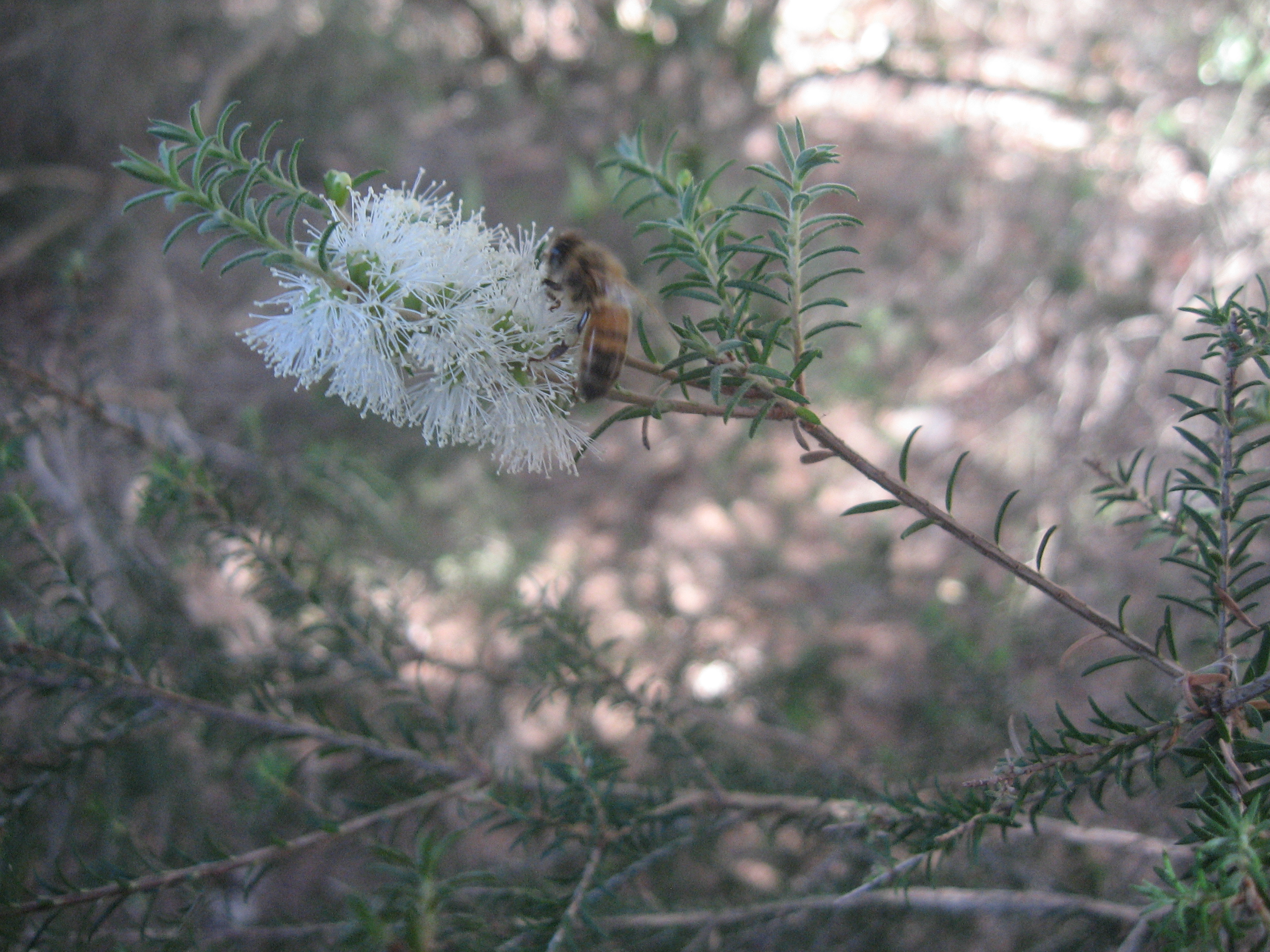 pubescens