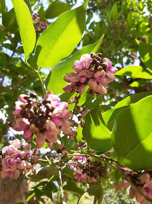 Millettia