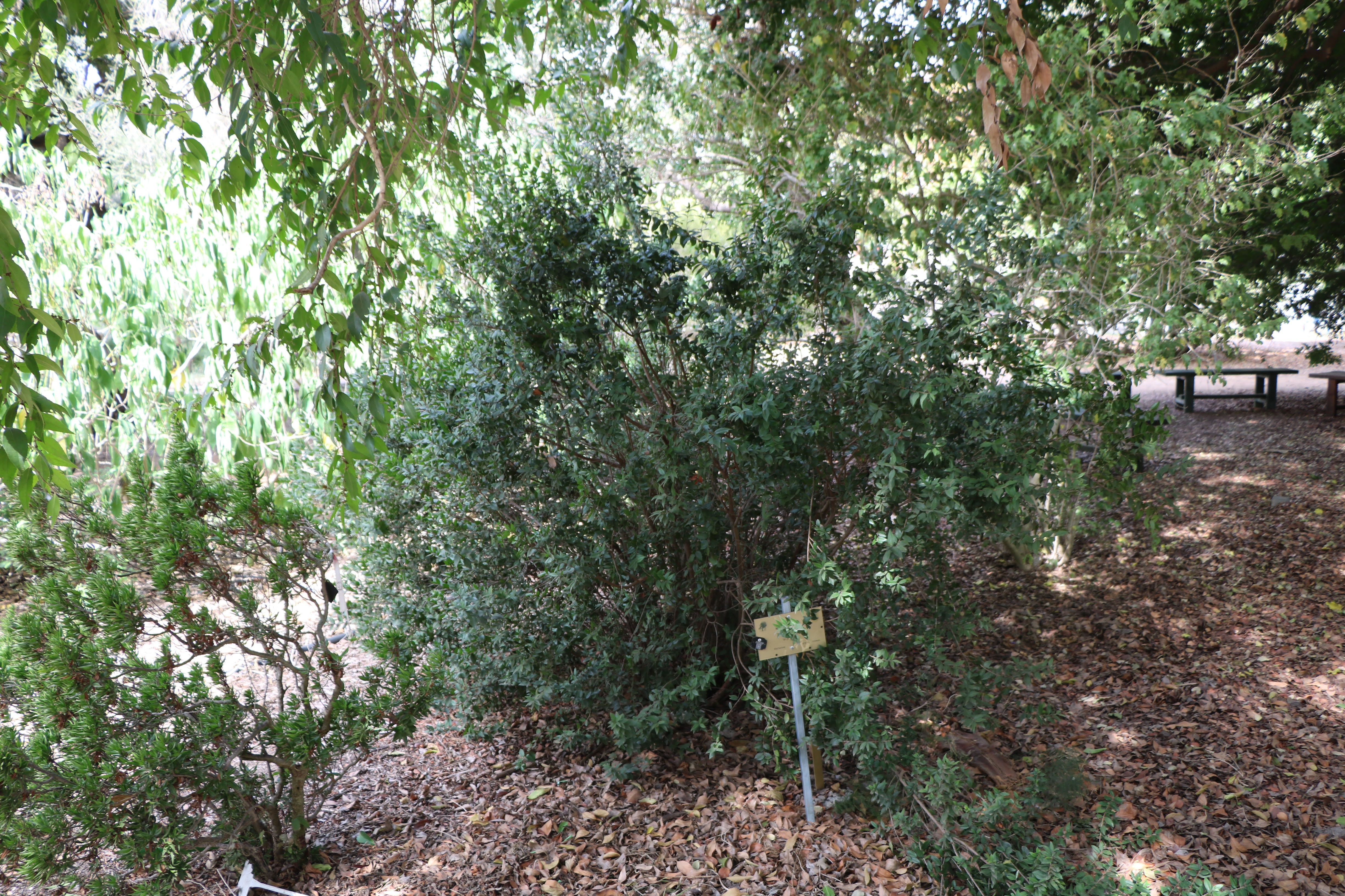 Myrtus