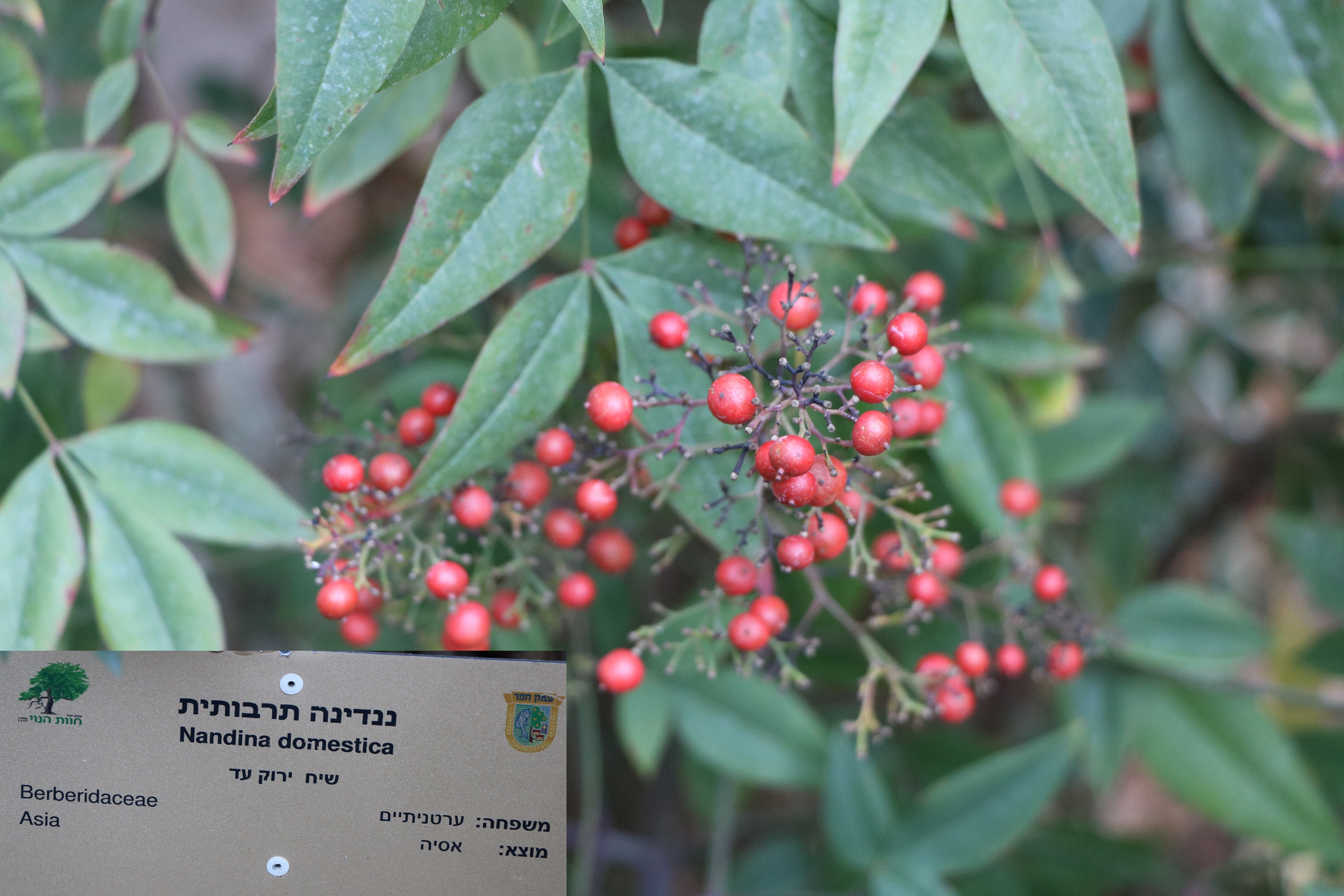Nandina