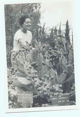 Opuntia