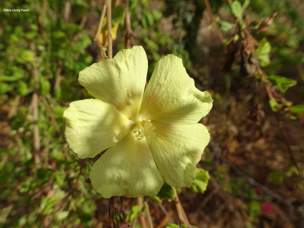 Pavonia