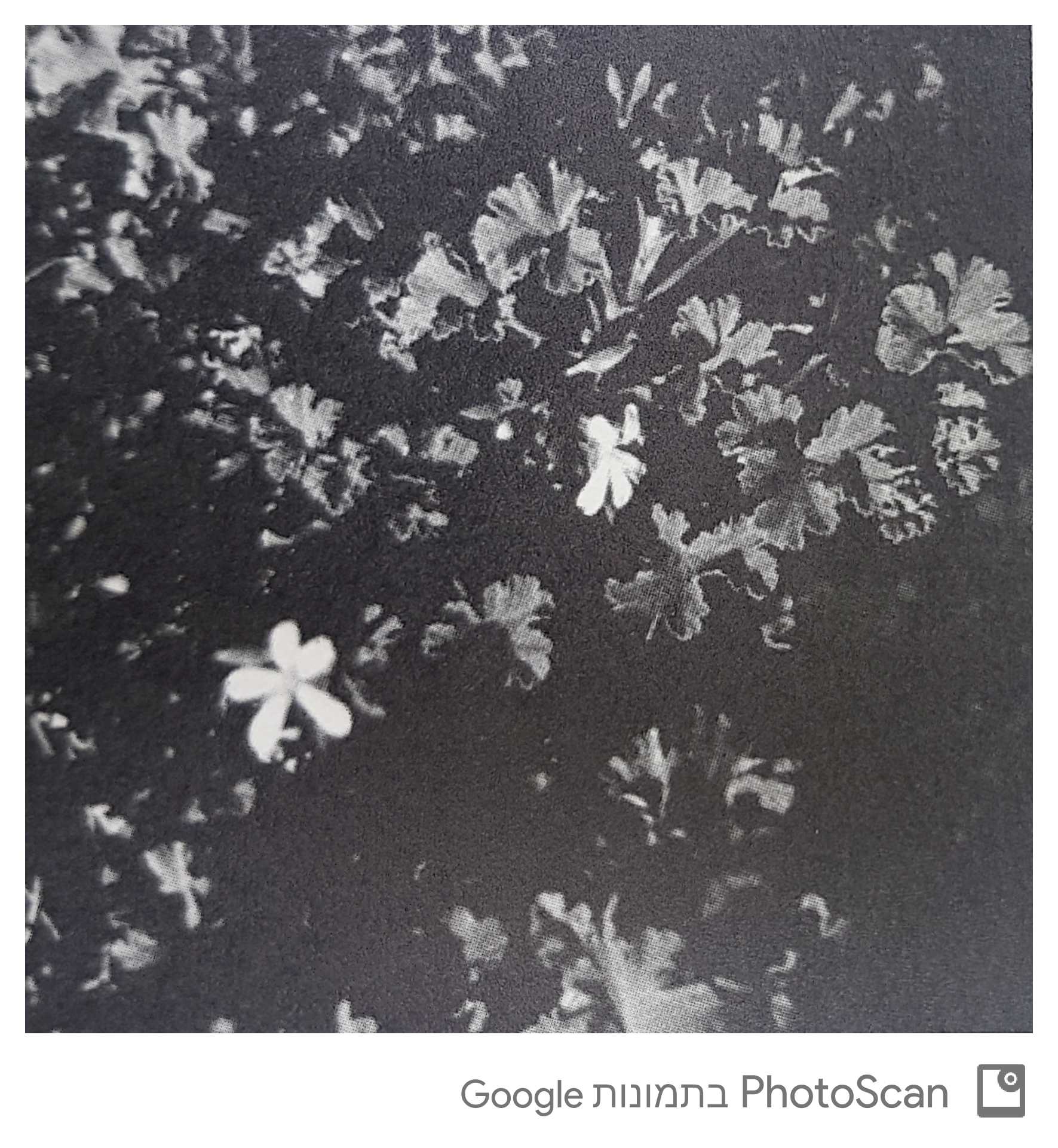 Pelargonium