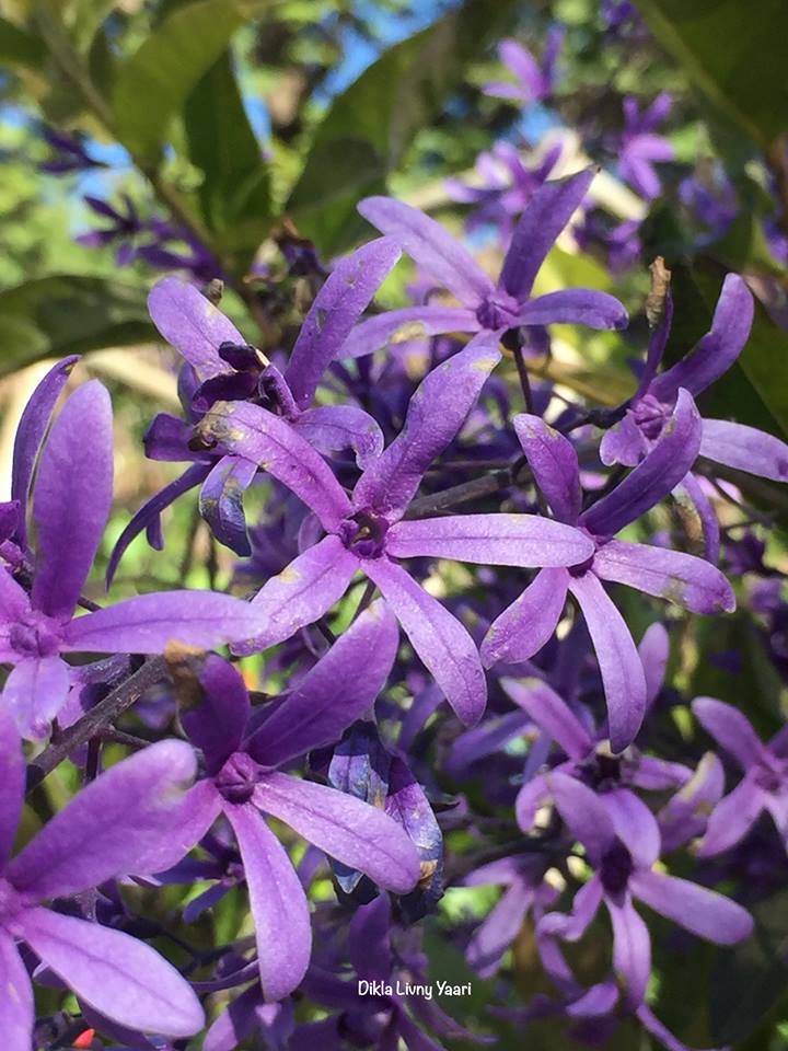 Petrea