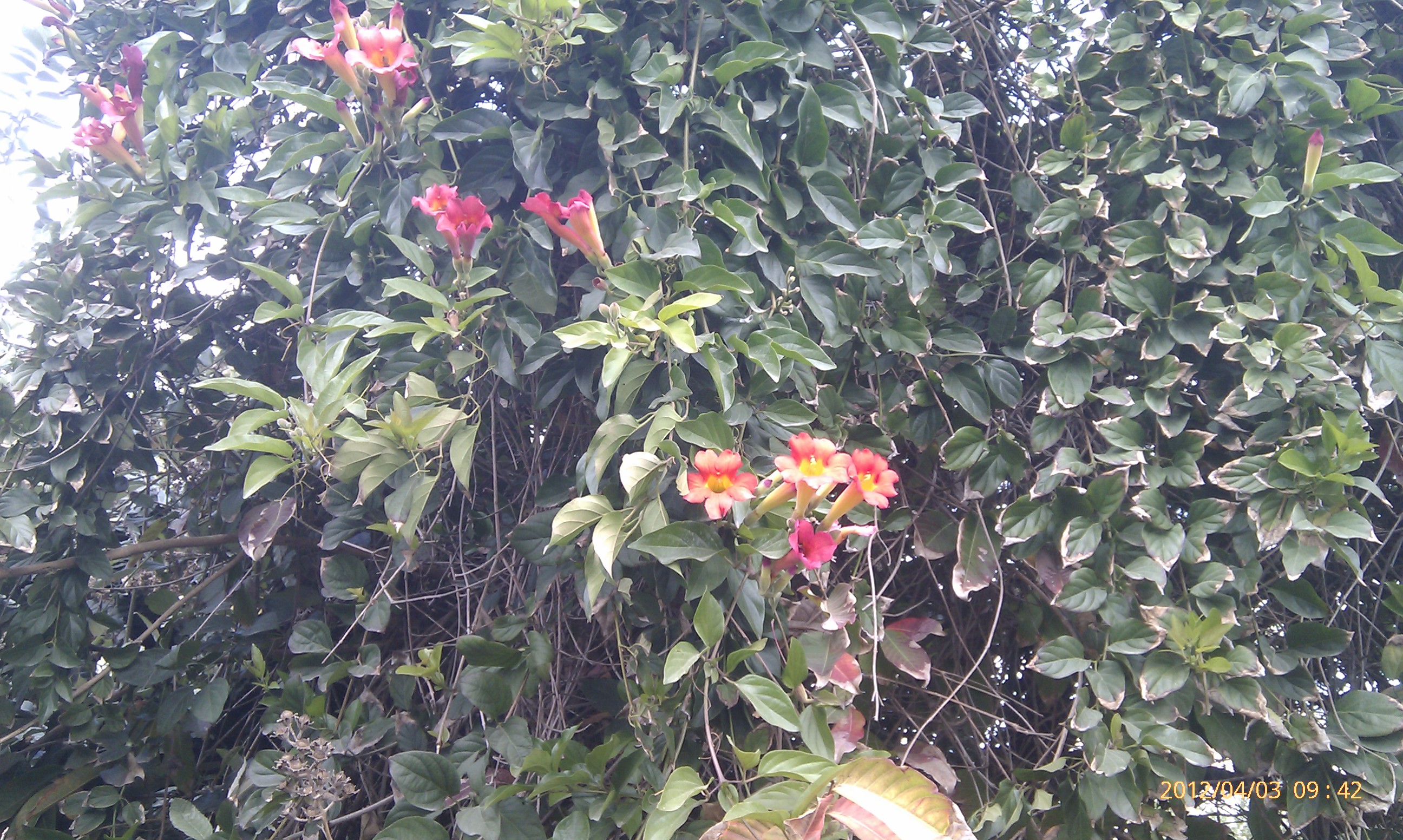 Phaedranthus