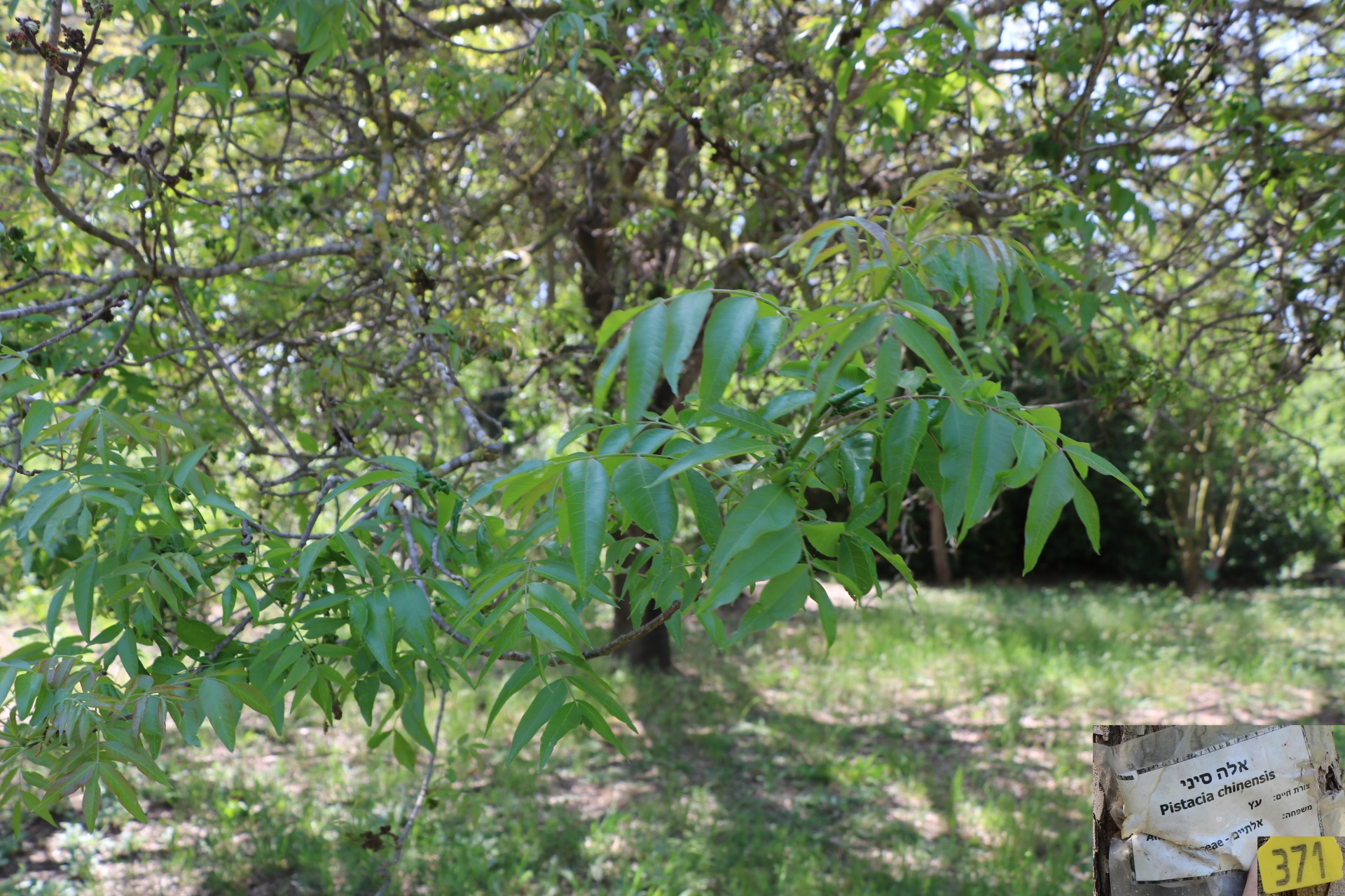 Pistacia