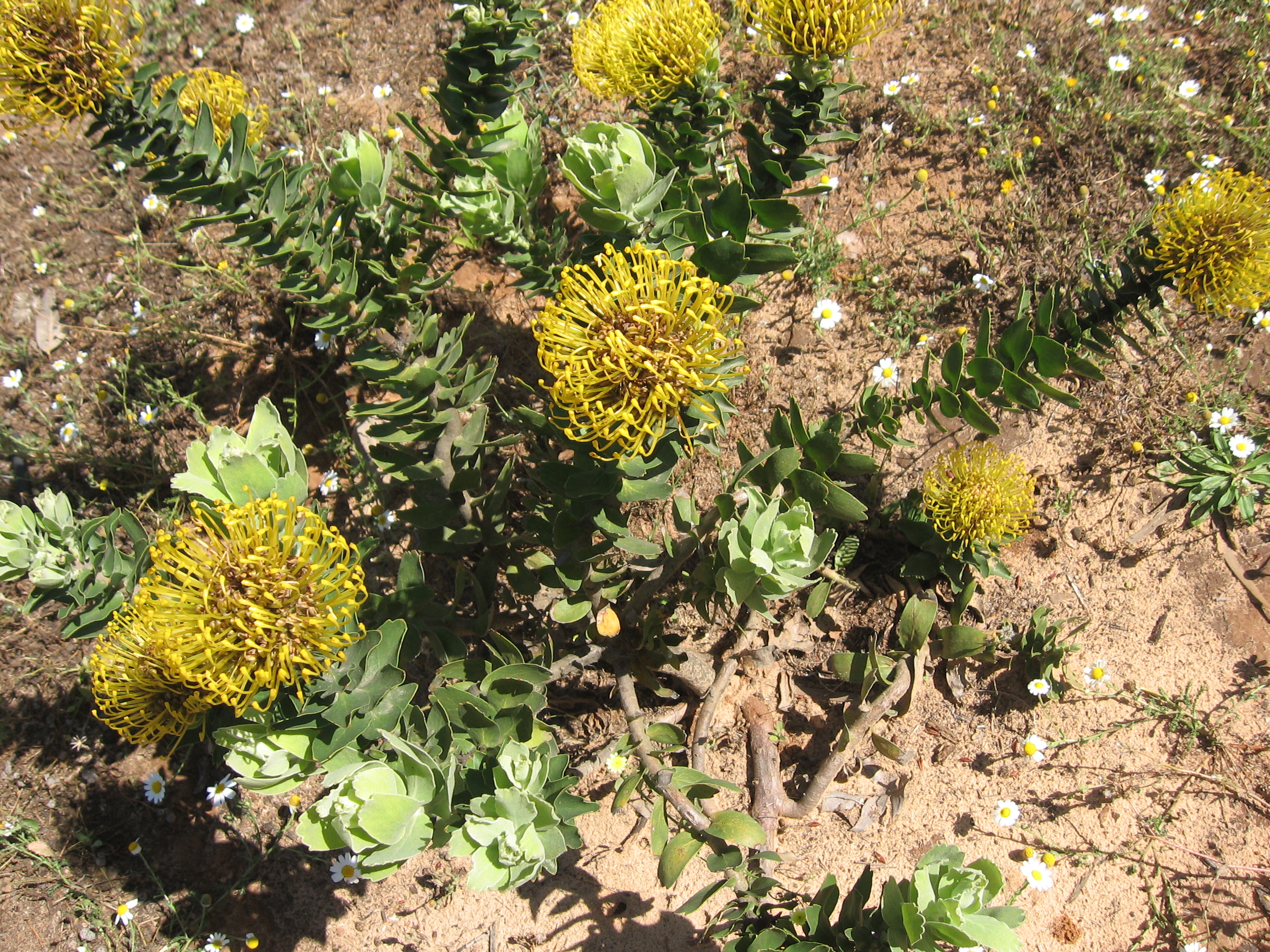 Protea