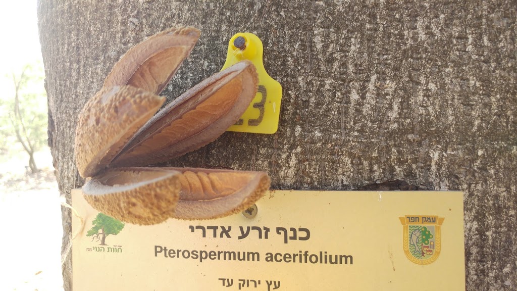 Pterospermum