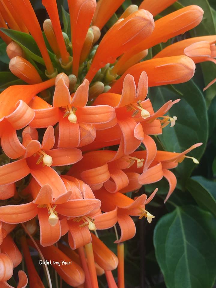 Pyrostegia