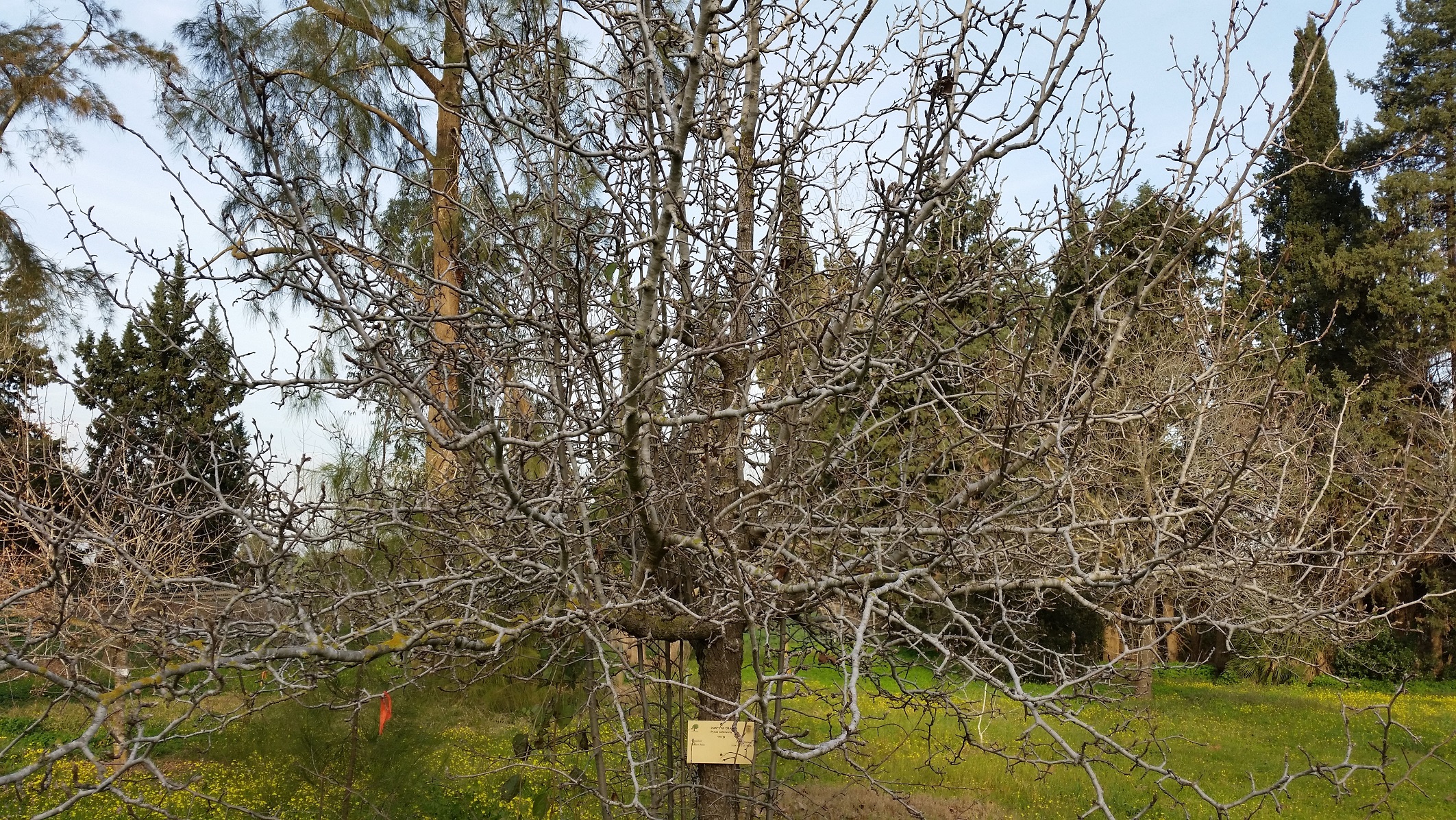 Pyrus