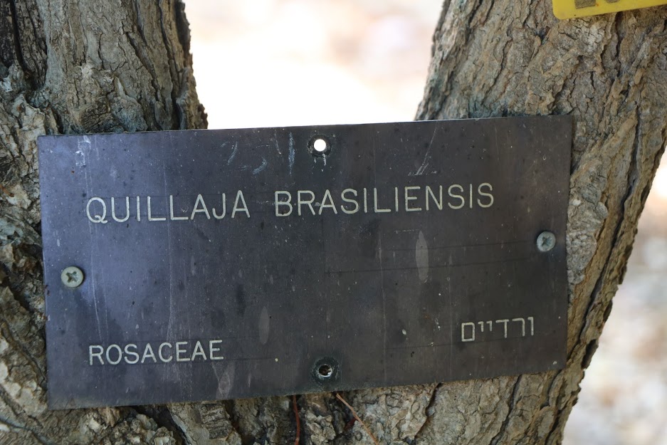 Quillaja