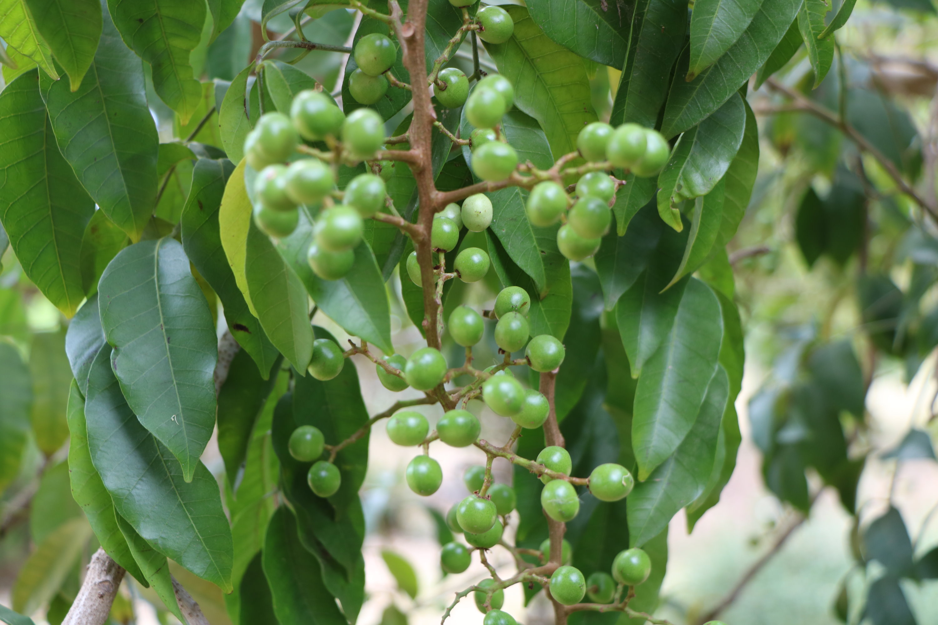 Rhodosphaera