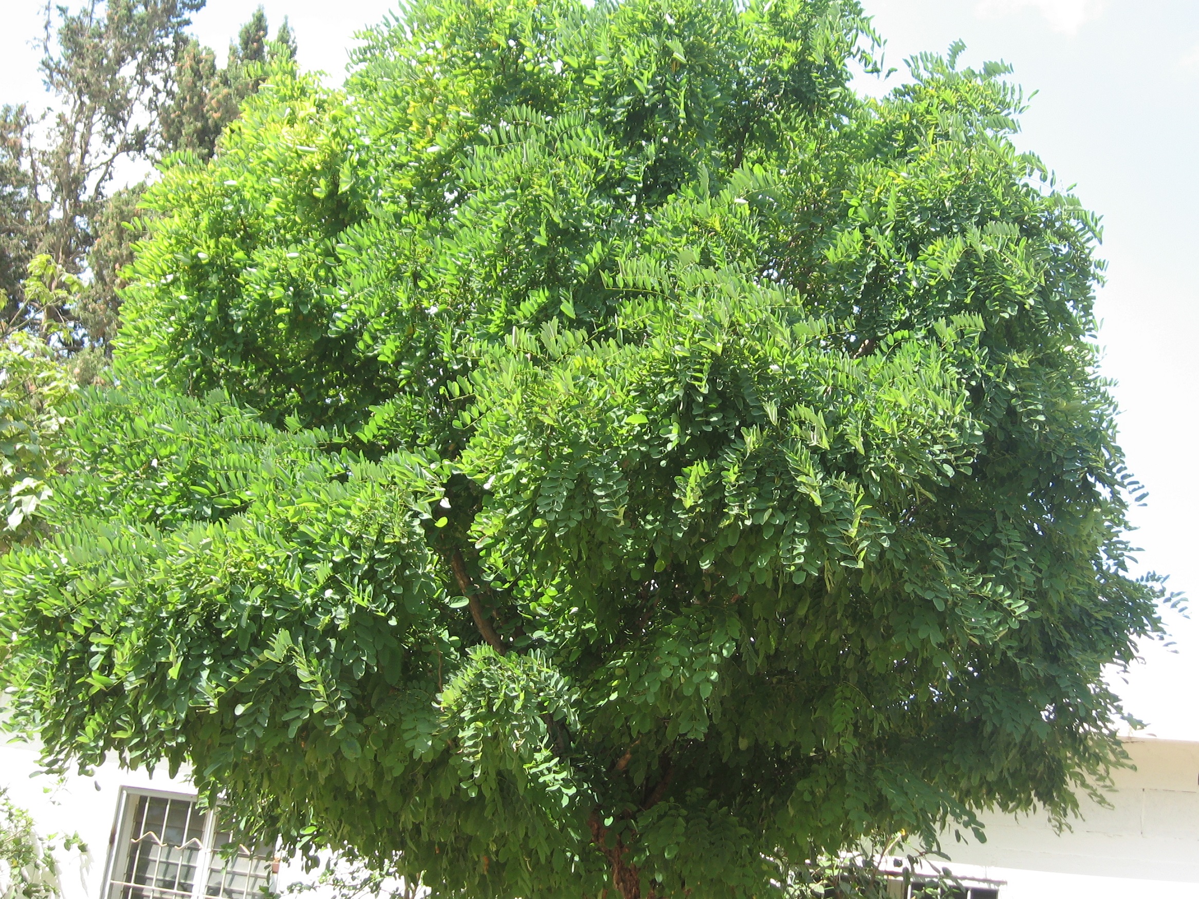 Robinia