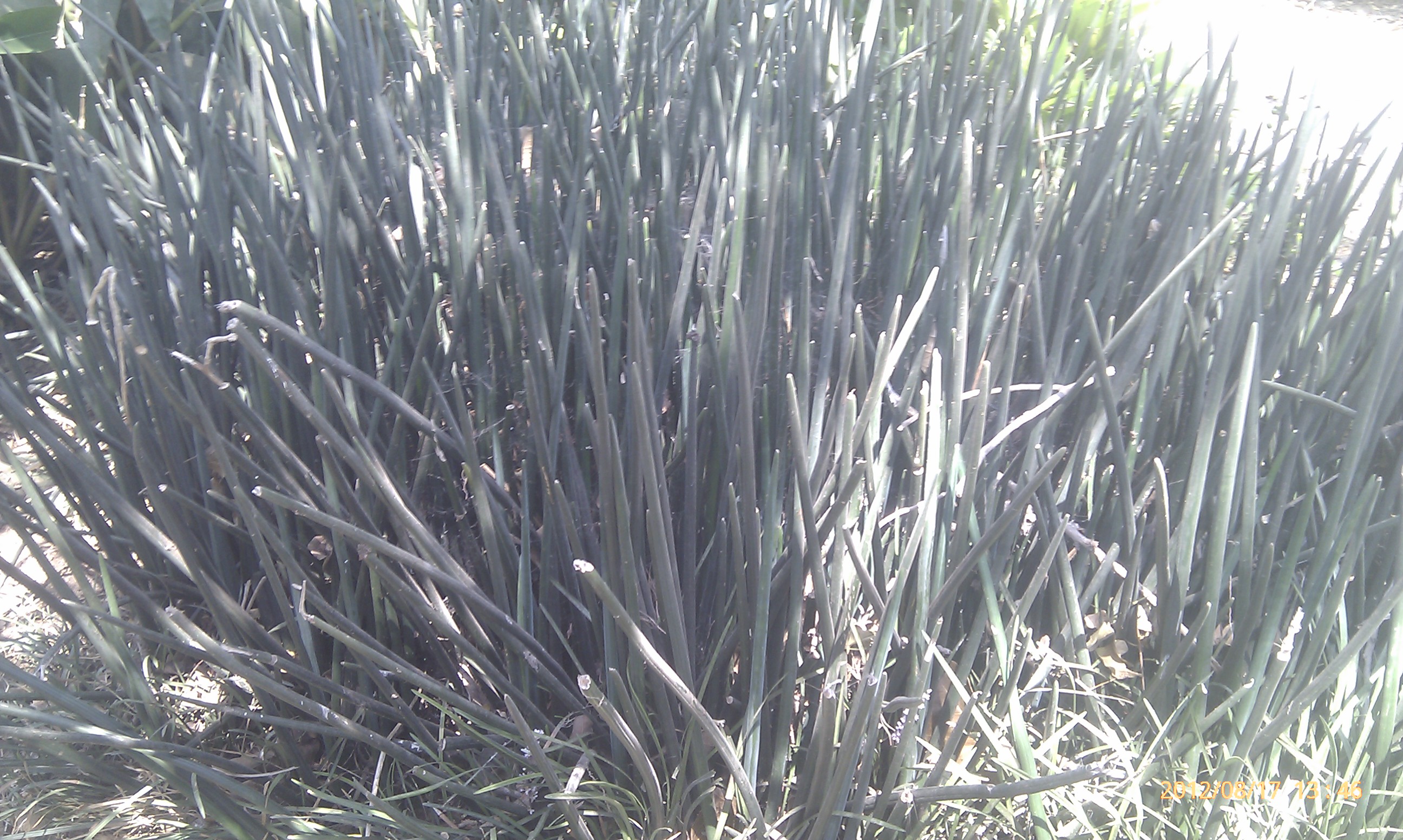 Sansevieria