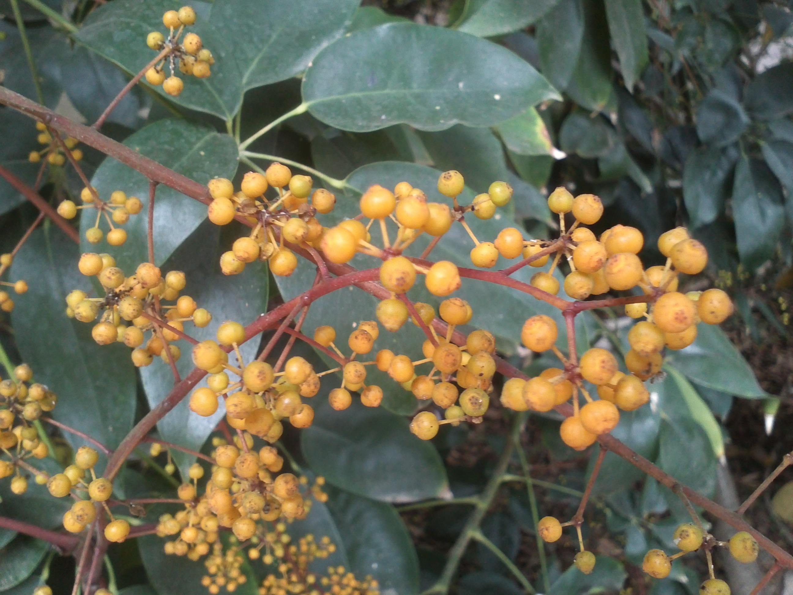 Schefflera