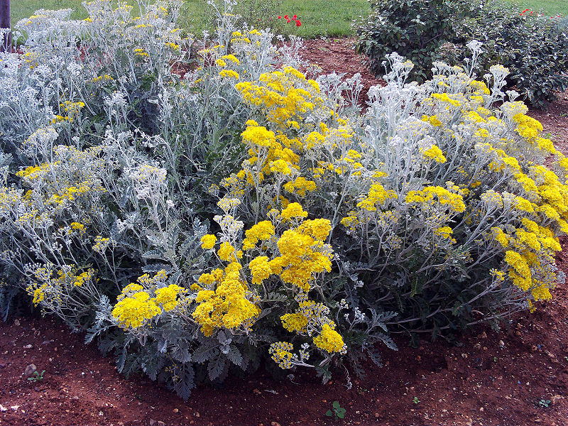 Senecio