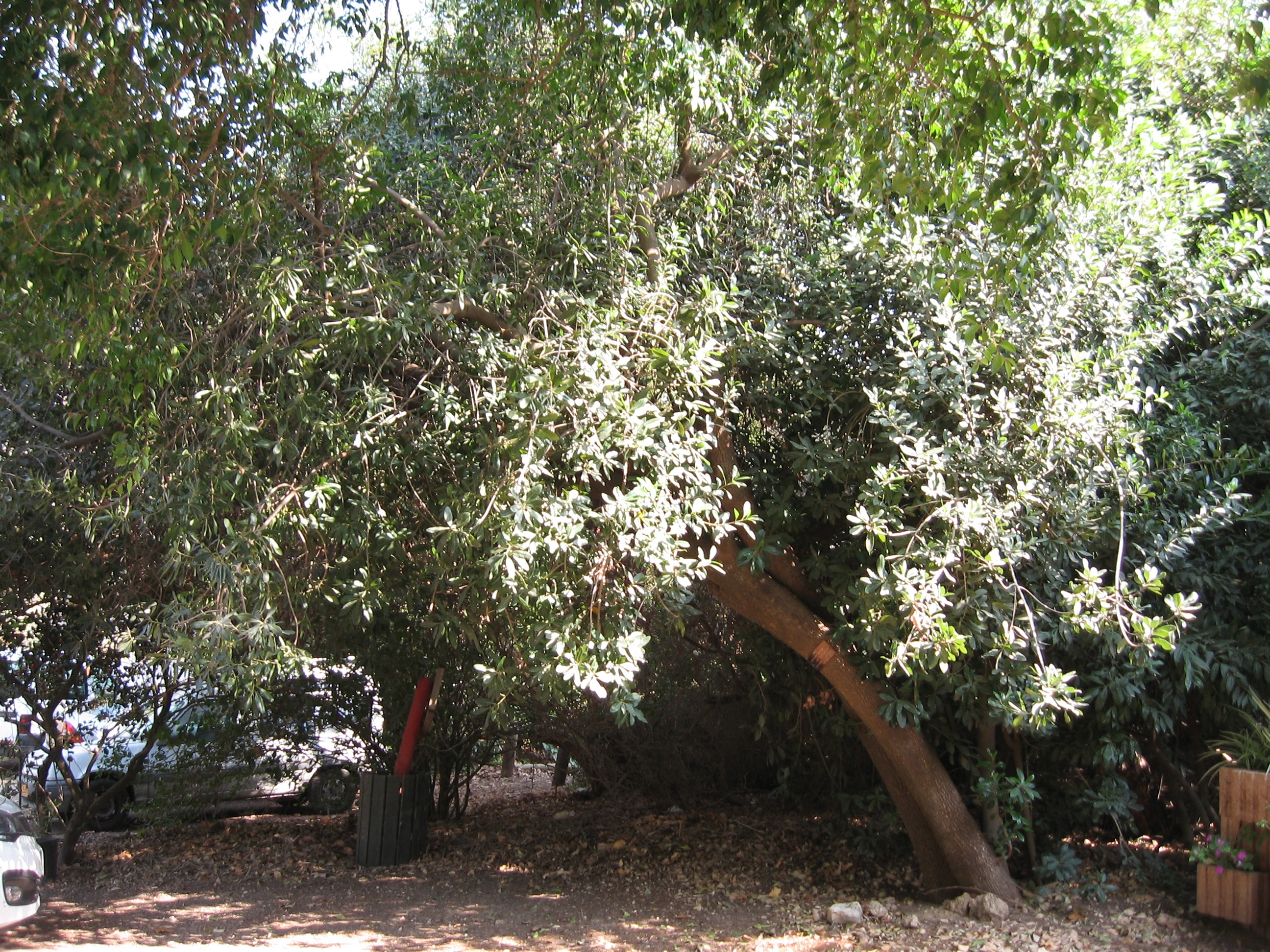 Sideroxylon