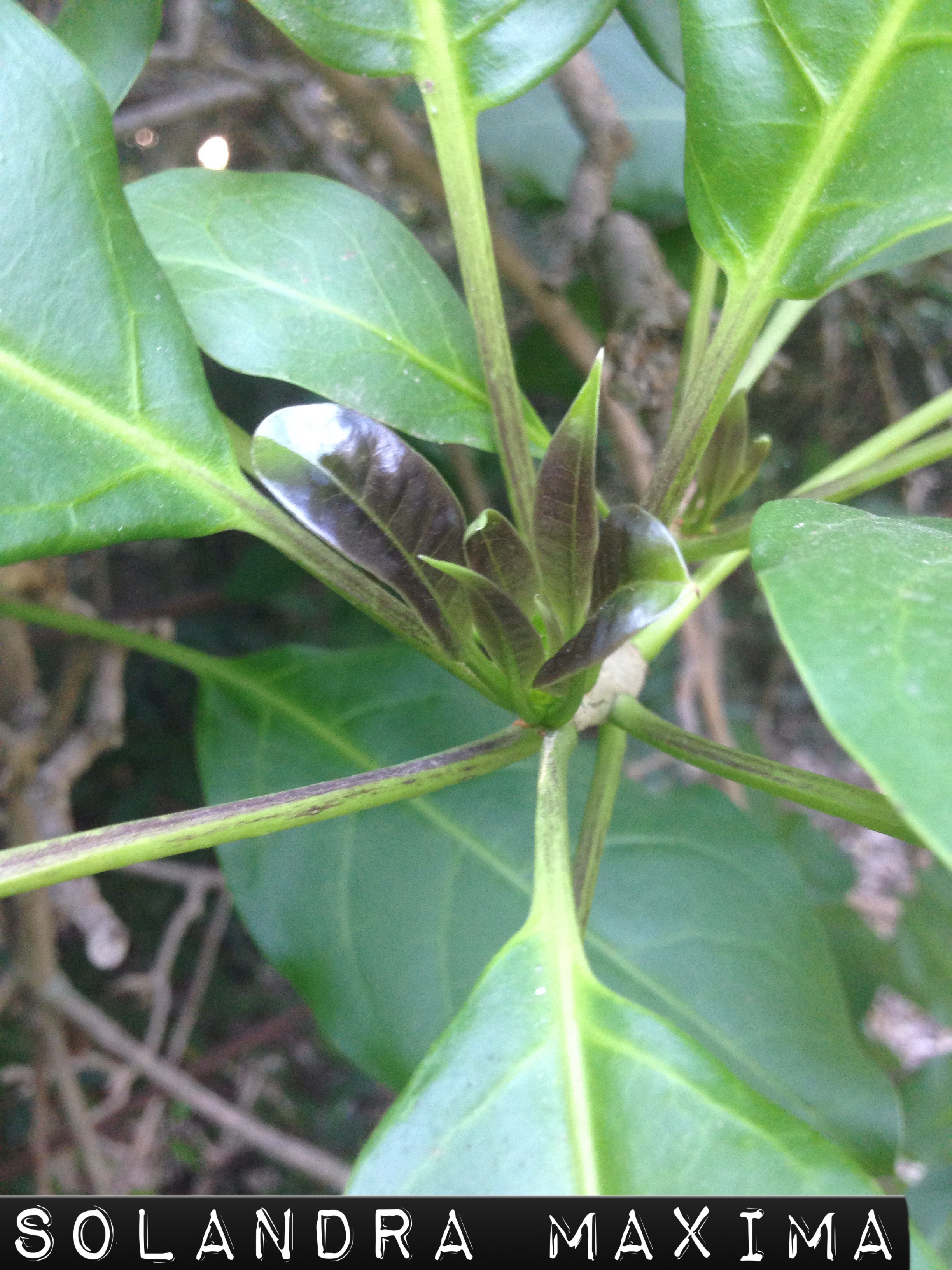 Solandra