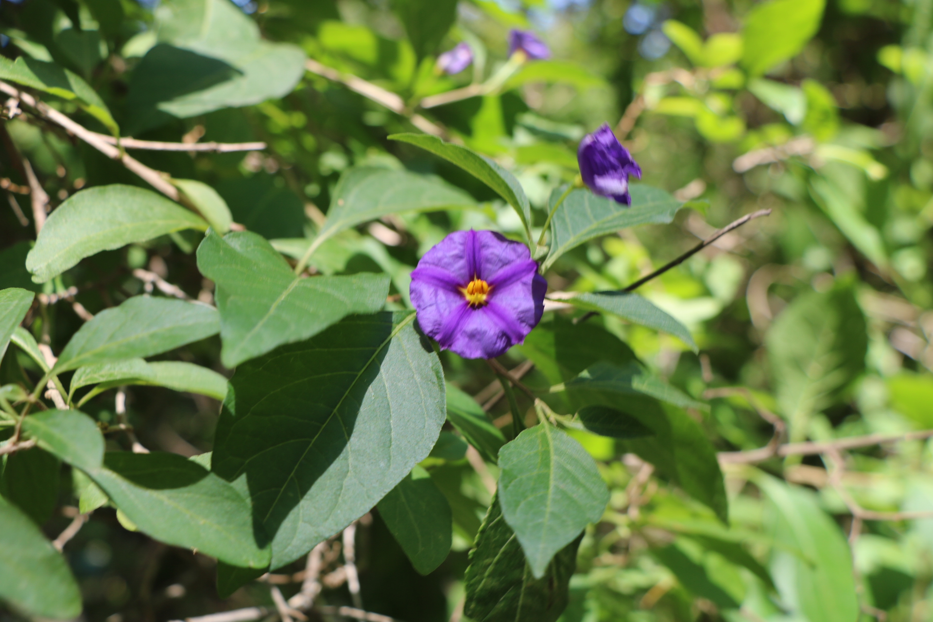 Solanum