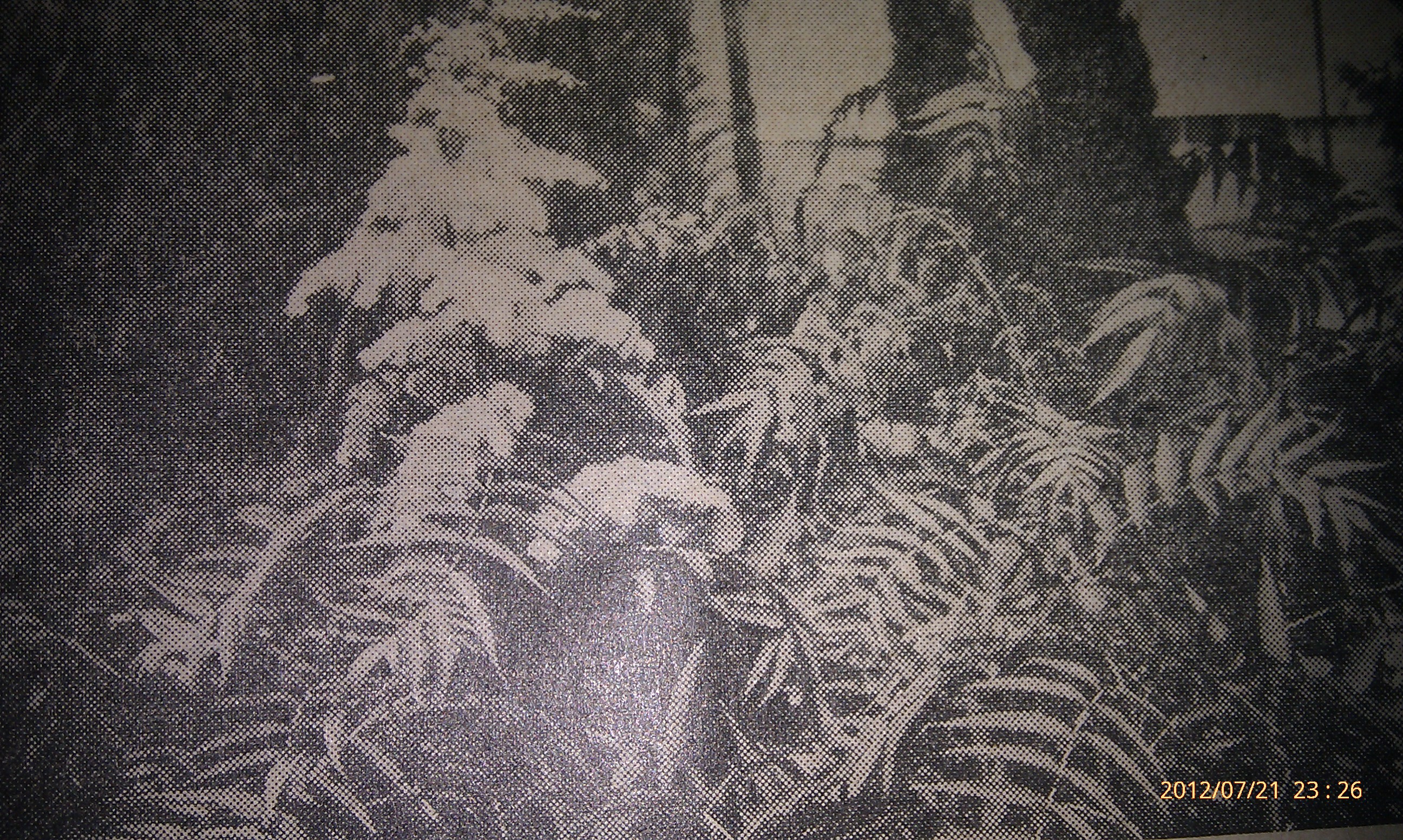Sorbaria