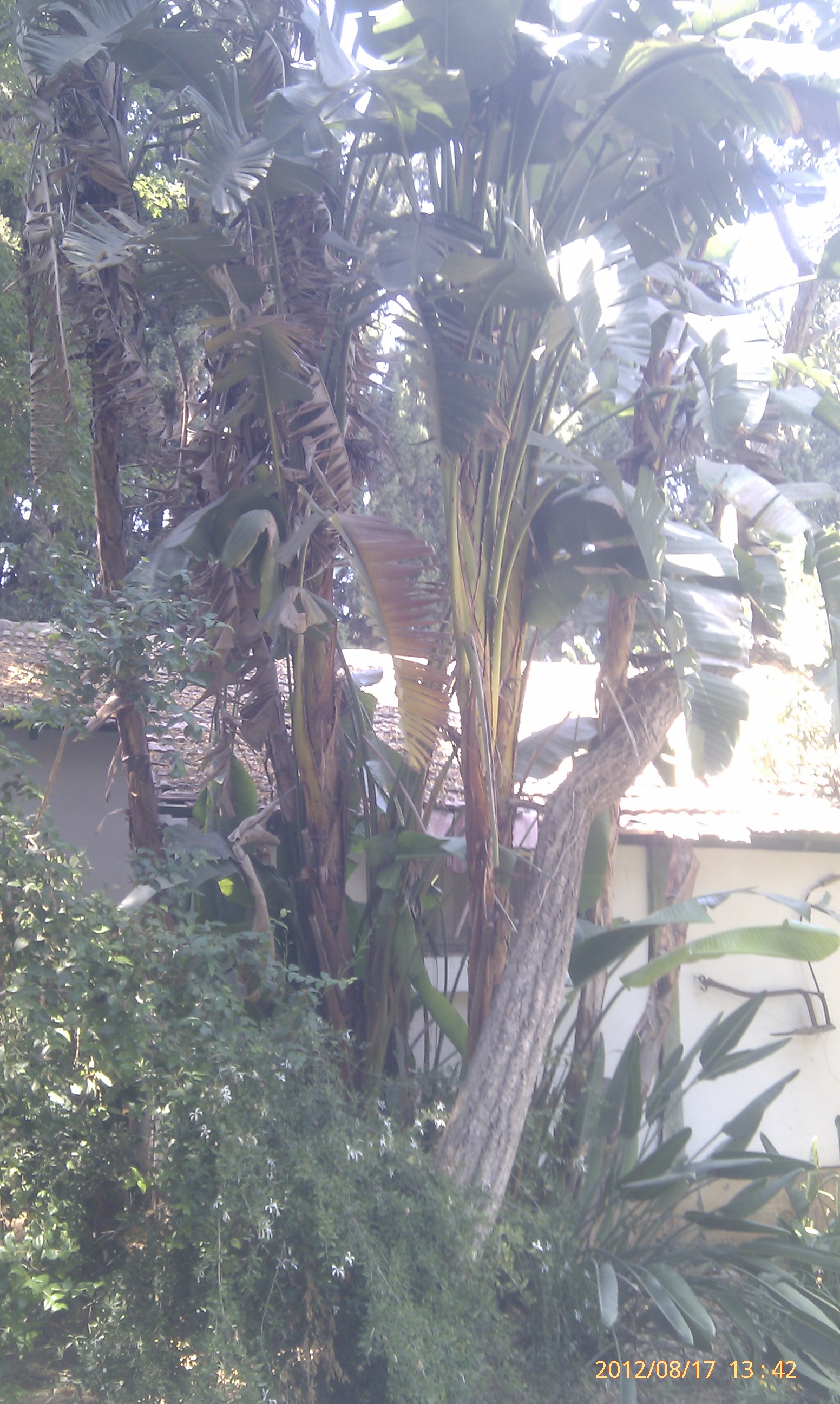Strelitzia