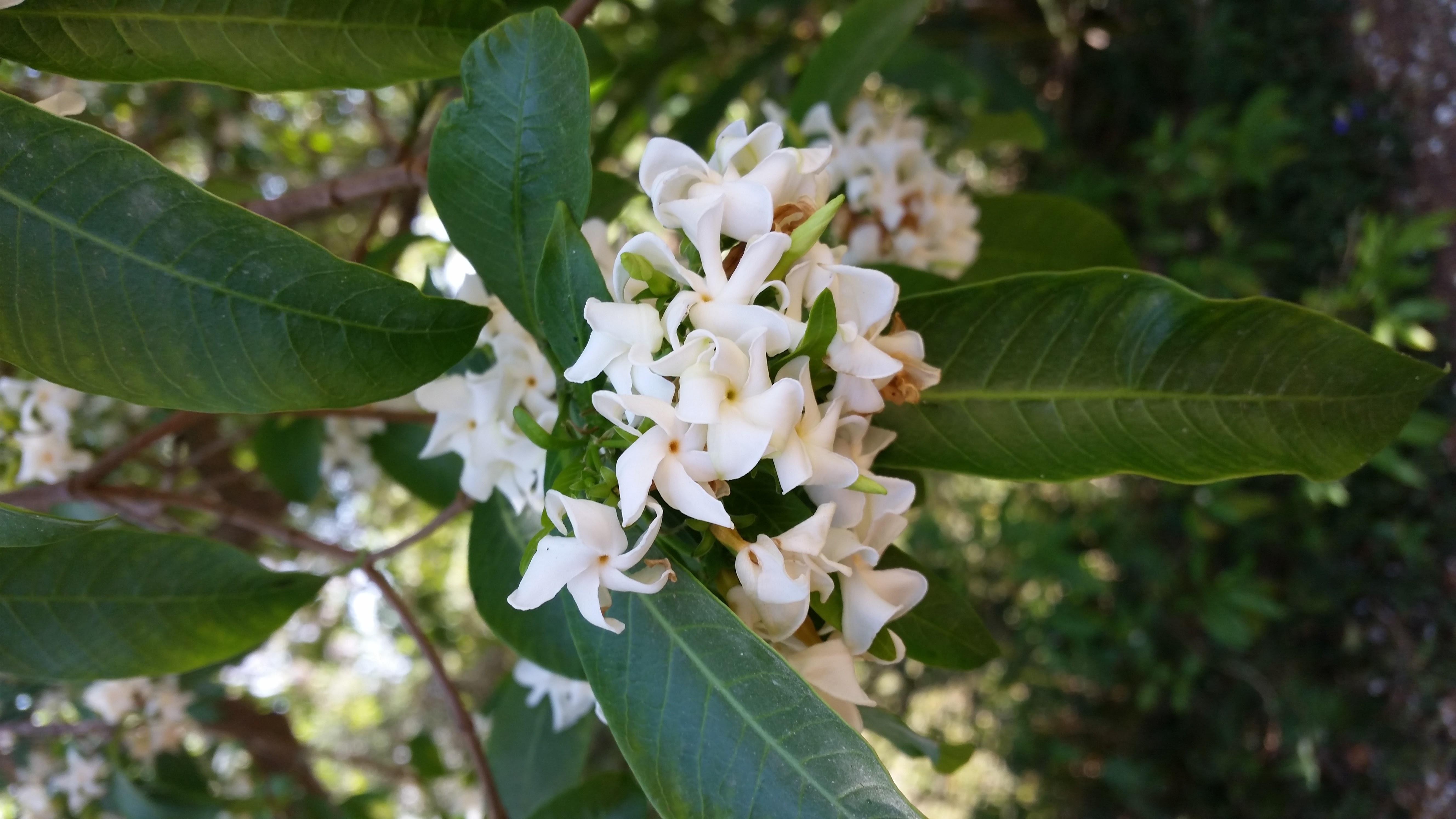 Tabernaemontana