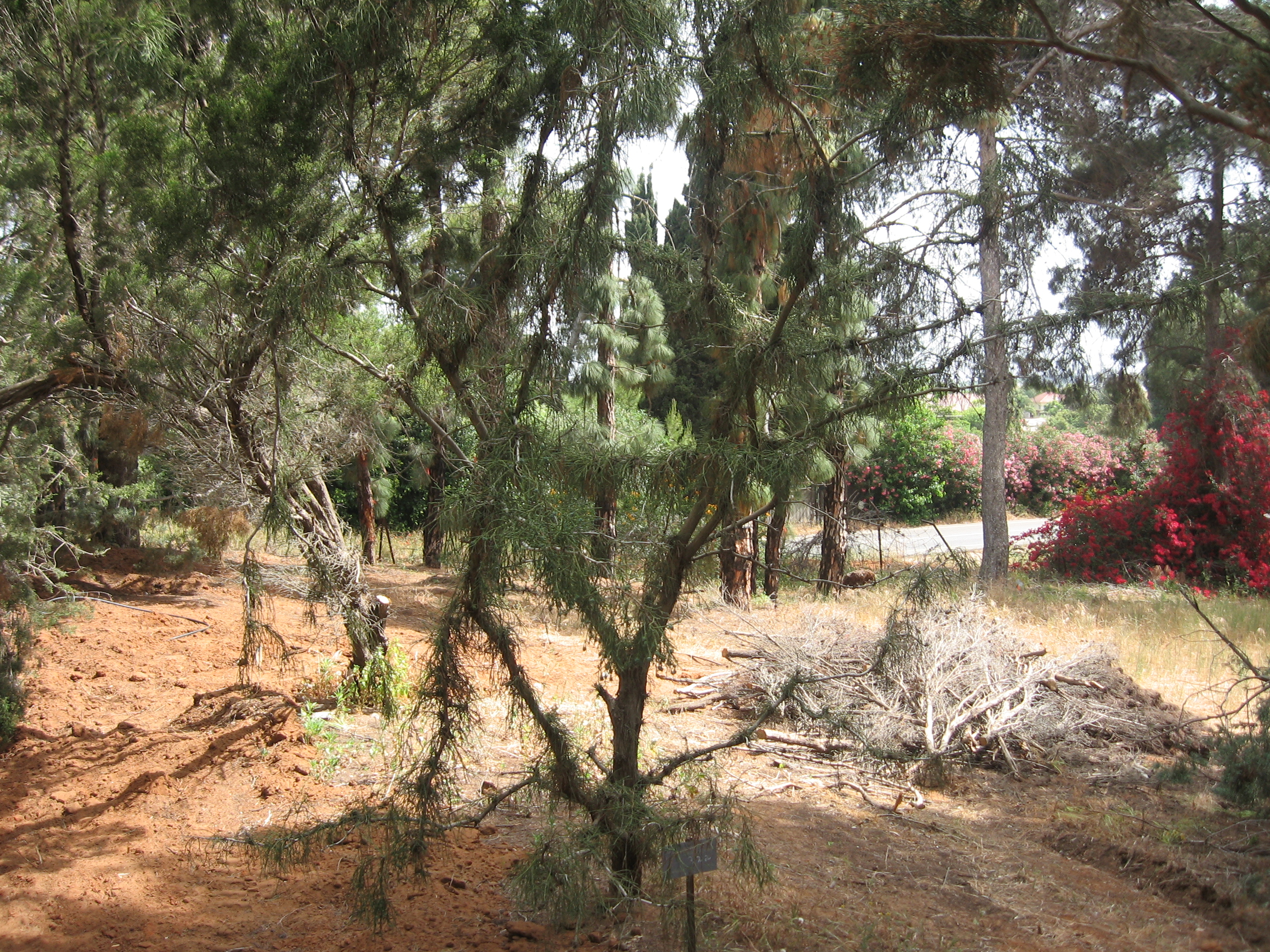 Thuja
