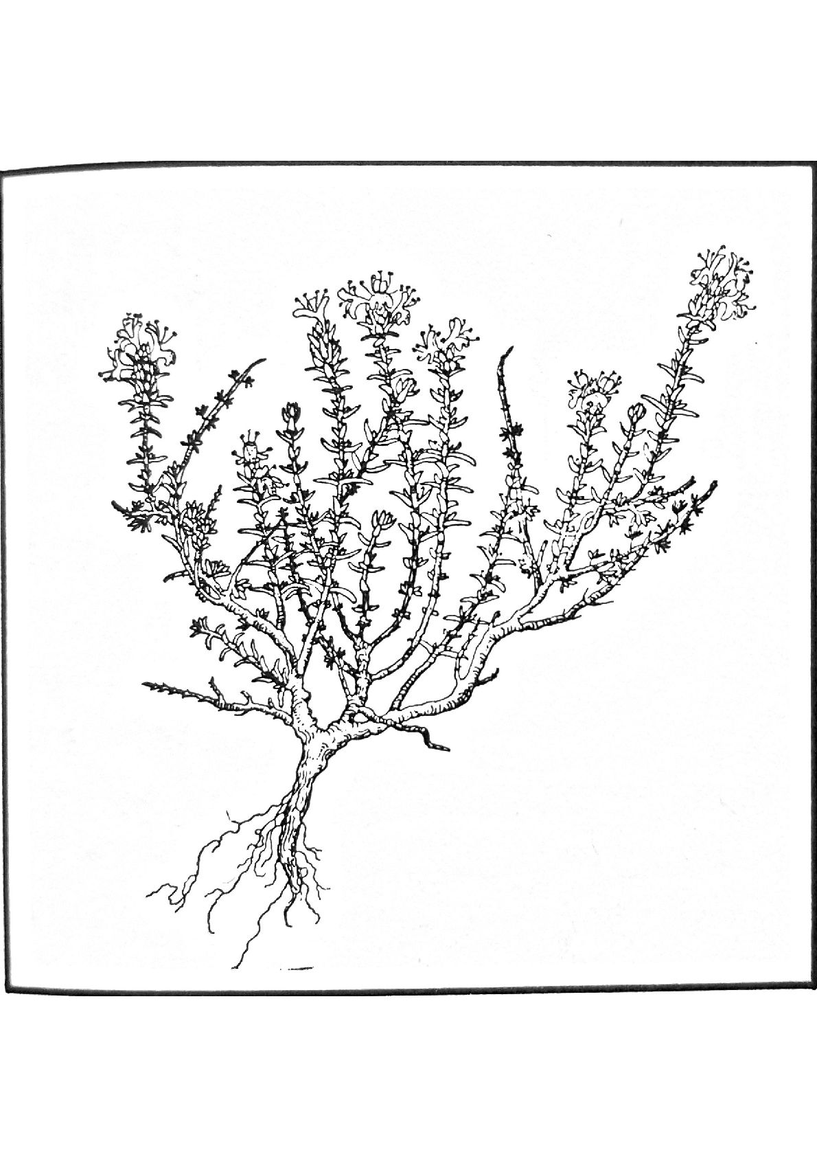 Thymus