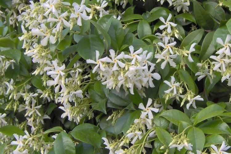 Trachelospermum