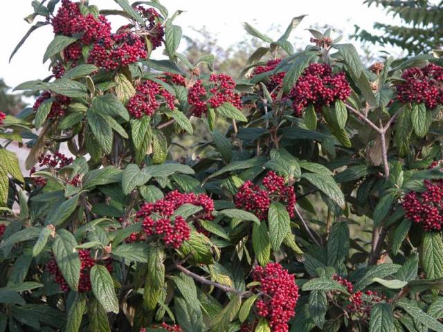 Viburnum