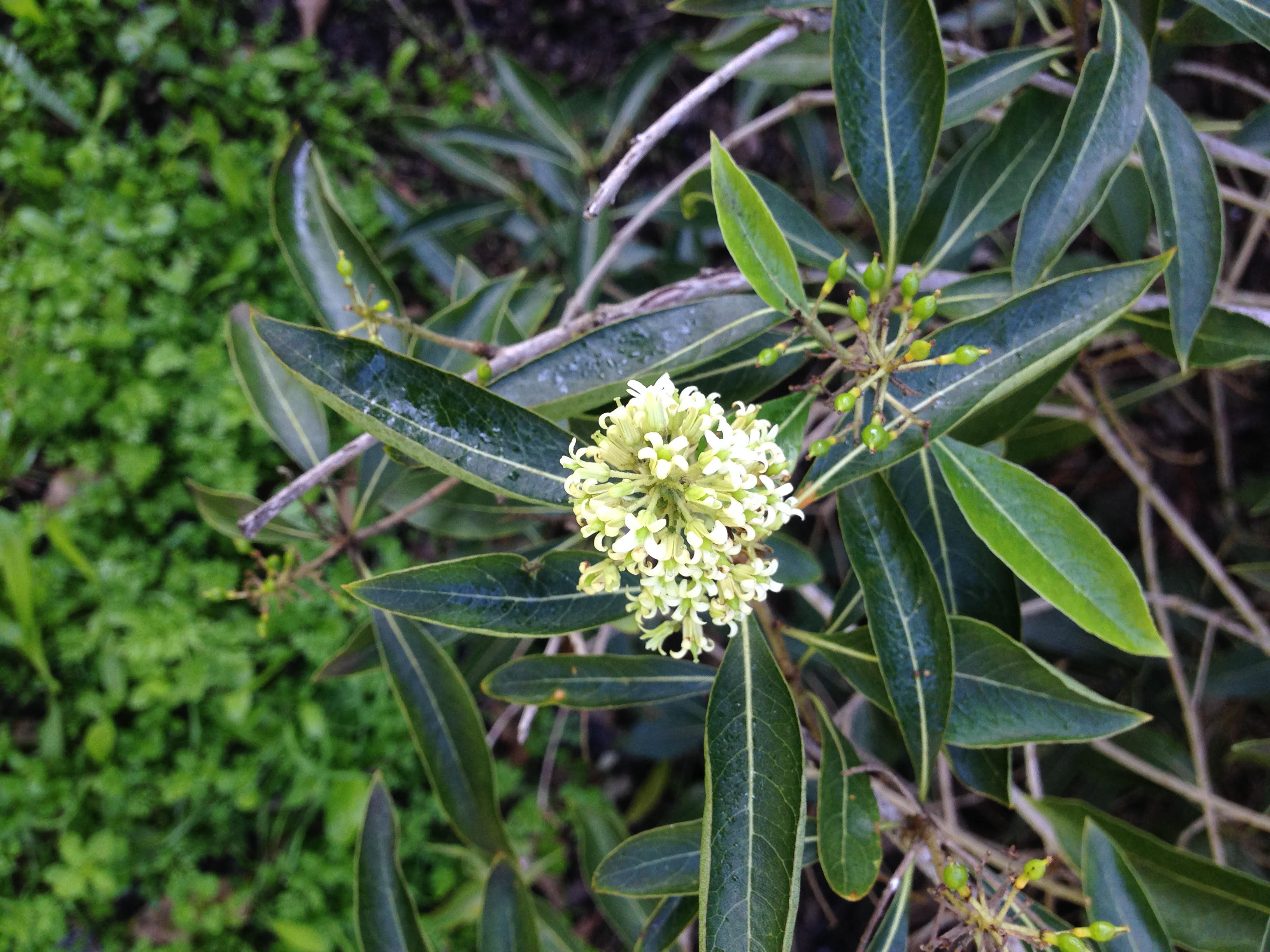 bontia