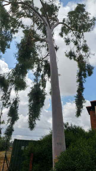 Corymbia