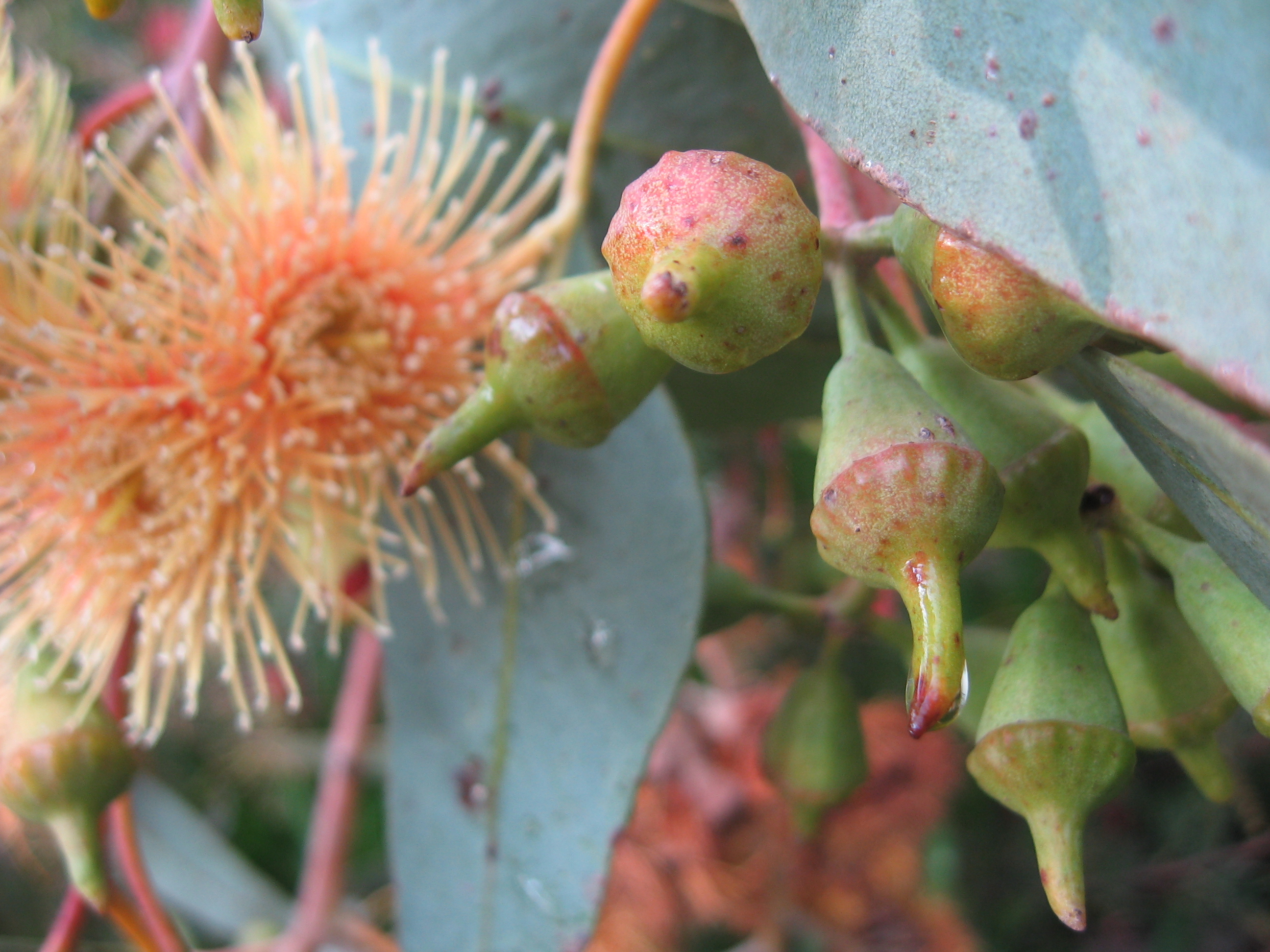 eucalyptus