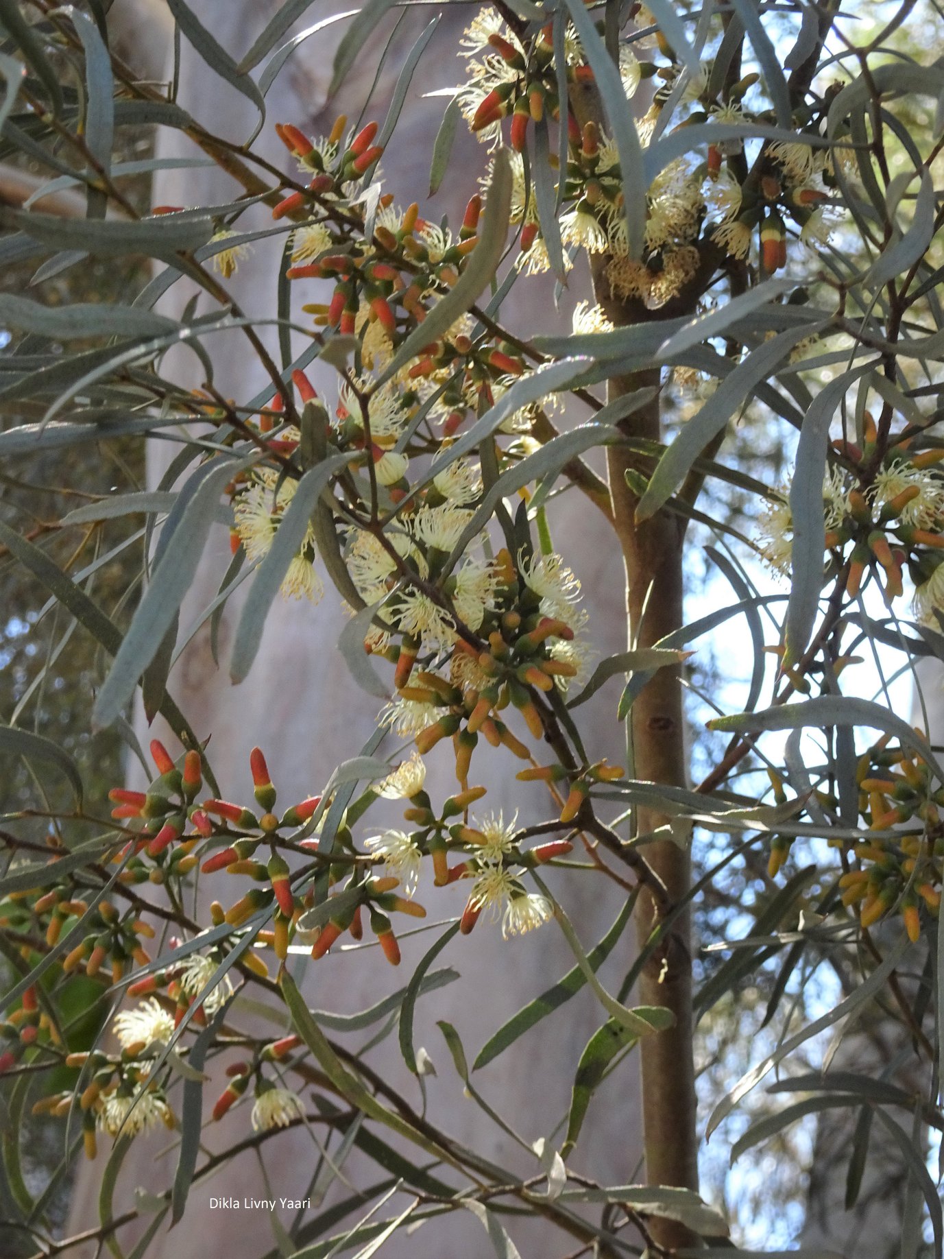 spathulata