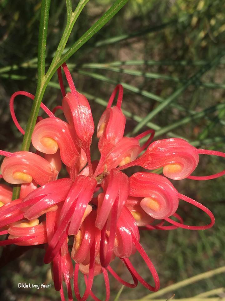 grevillea