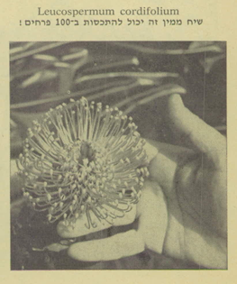 Leucospermum_cordifolium.png