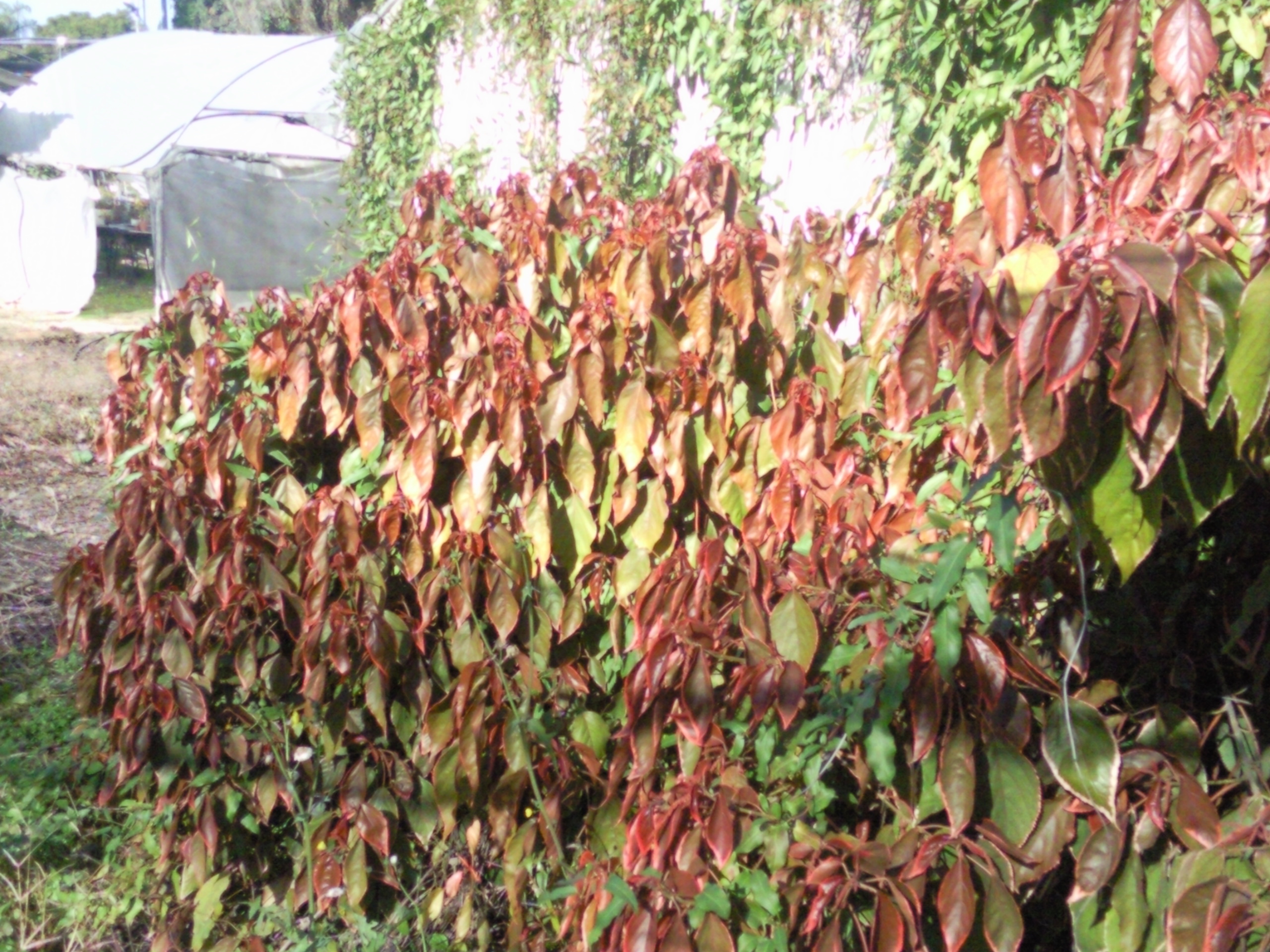 Acalypha