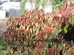 hava &raquo; Acalypha