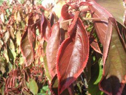 acalypha-wilkesiana-12-2011