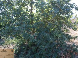 Acer-obtusifolium-11-2017