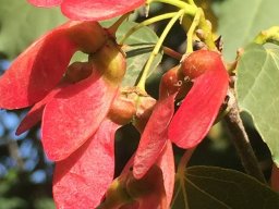 Acer_obtusifolium_19