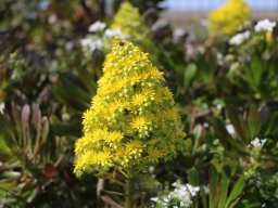 hava &raquo; Aeonium