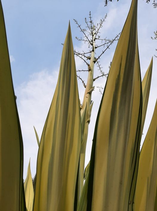 Agave