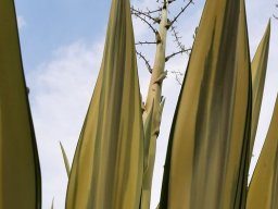 Agave_Americana