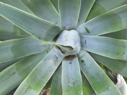 Agave_attenuata