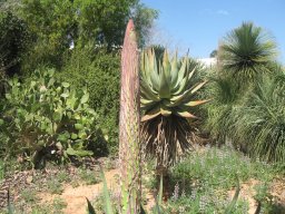 hava &raquo; Agave