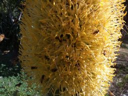 agave-attenuata-05-04-2014a