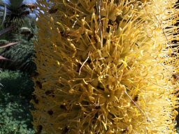 agave-attenuata-05-04-2014b