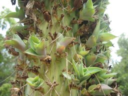 agave-attenuata-07-2014-2